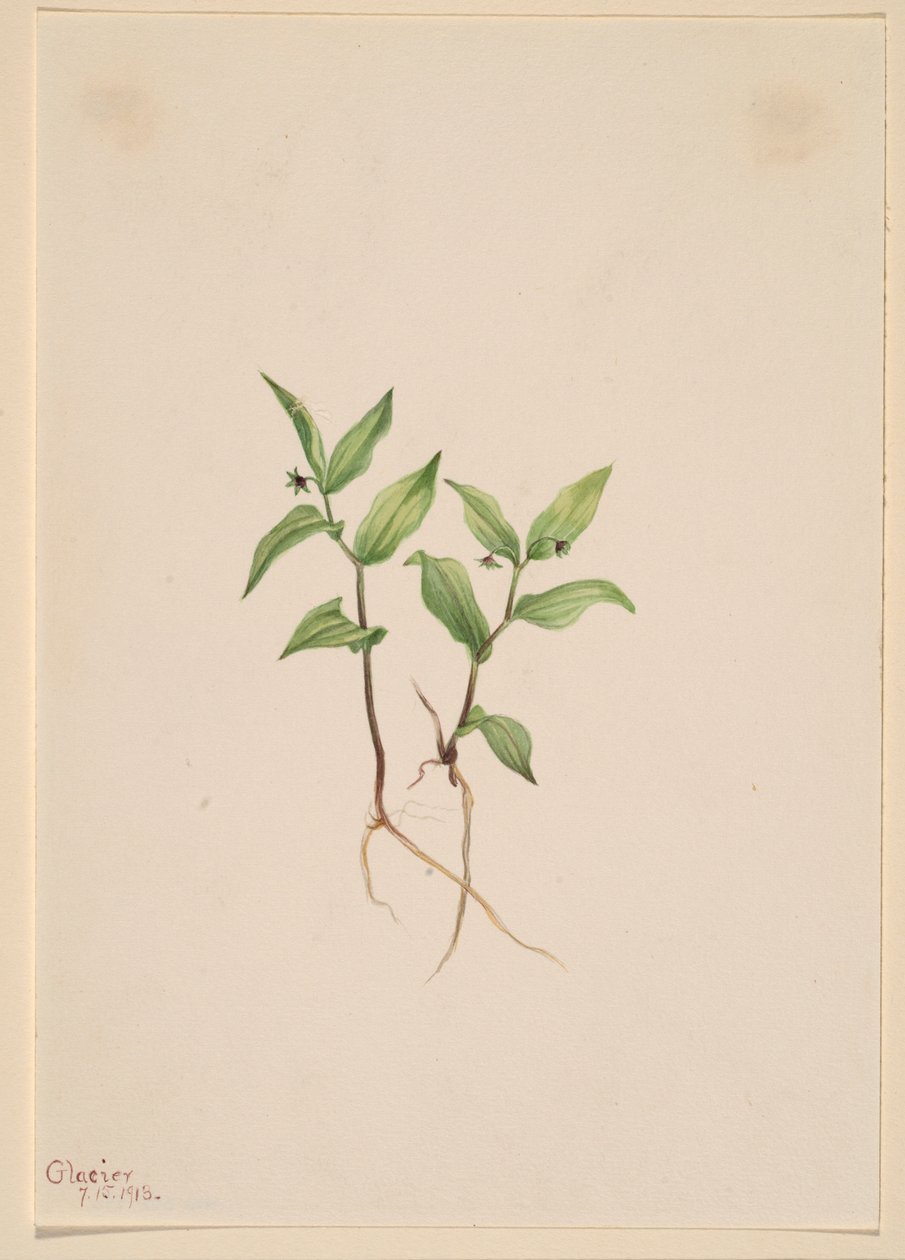 Kruhsea (Kruhsea streptopoides) af Mary Vaux Walcott