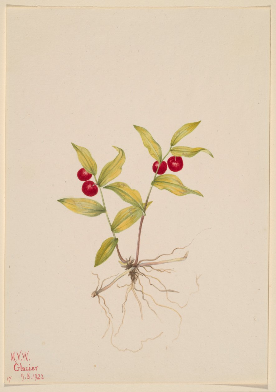 Kruhsea (Kruhsea streptopoides) af Mary Vaux Walcott