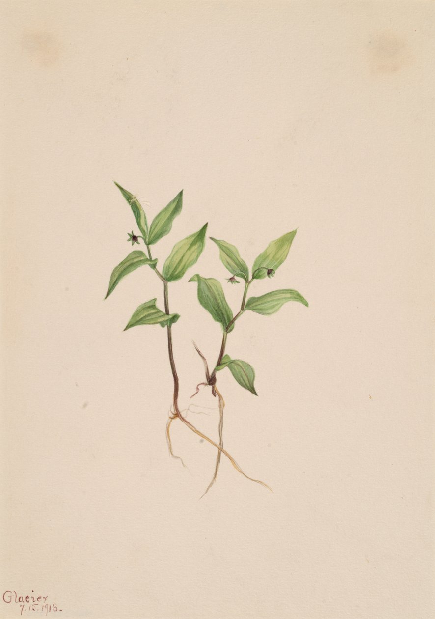 Kruhsea Kruhsea streptopoides, 1913. af Mary Vaux Walcott