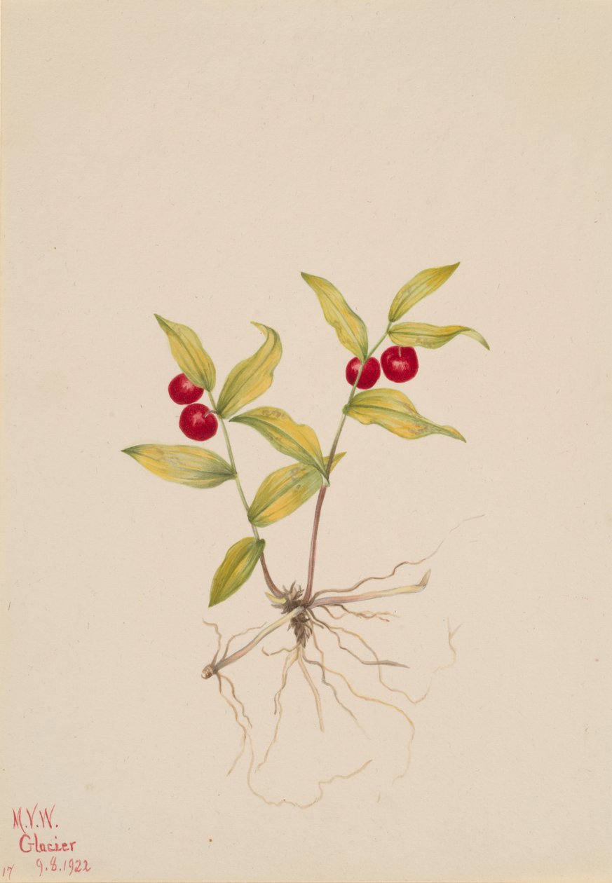Kruhsea Kruhsea streptopoides, 1922. af Mary Vaux Walcott
