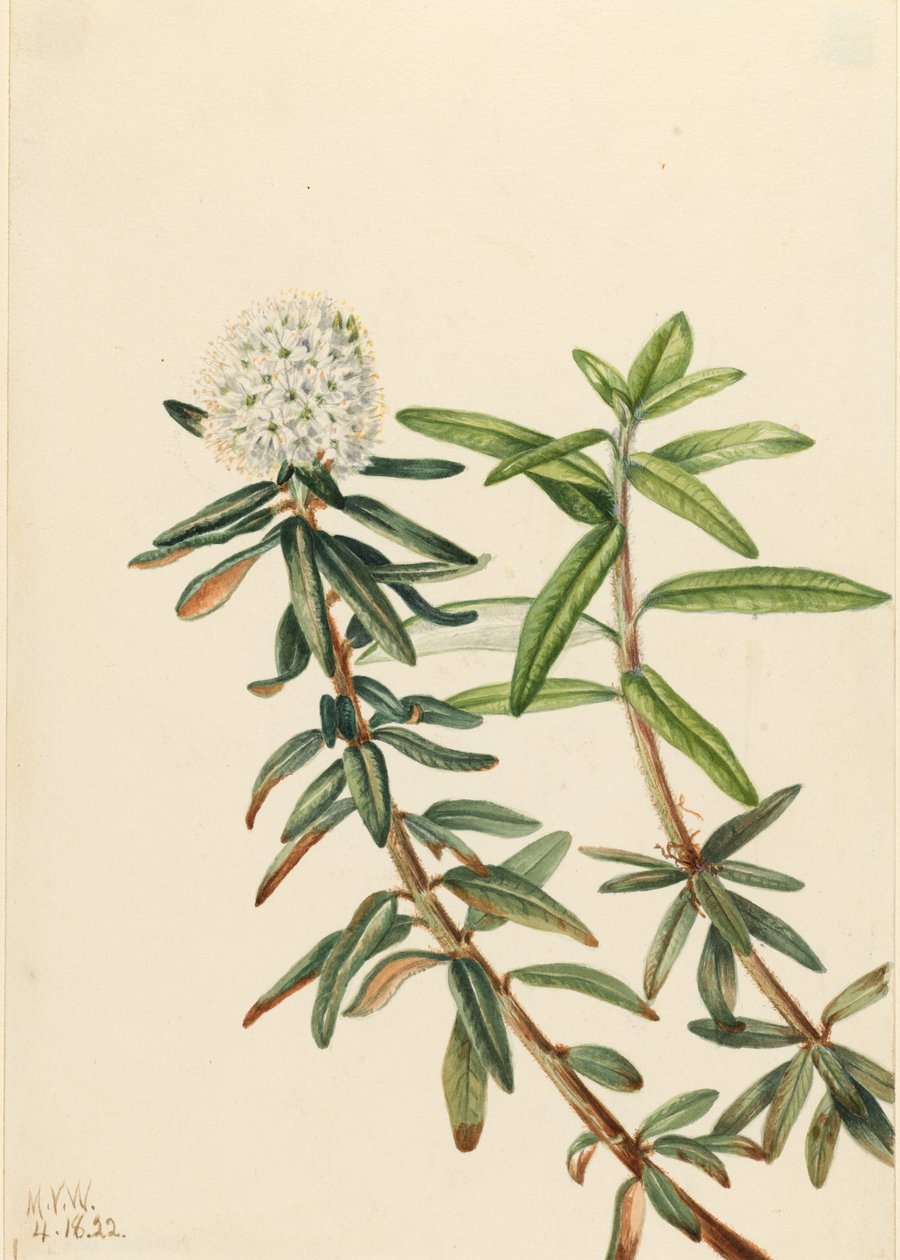 Labrador-te (Ledum groenlandicum) af Mary Vaux Walcott