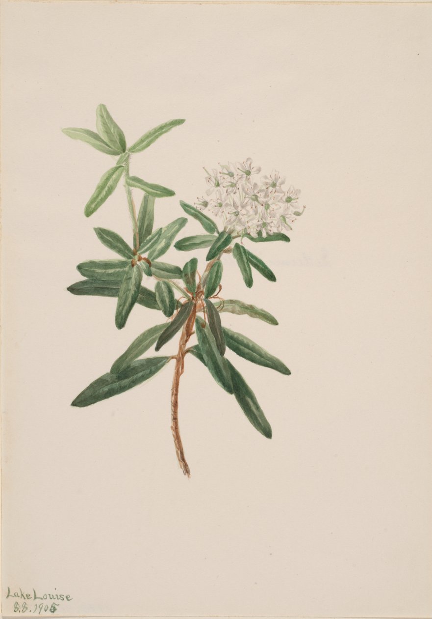 Labrador Tea Greenland Ice, 1905. af Mary Vaux Walcott