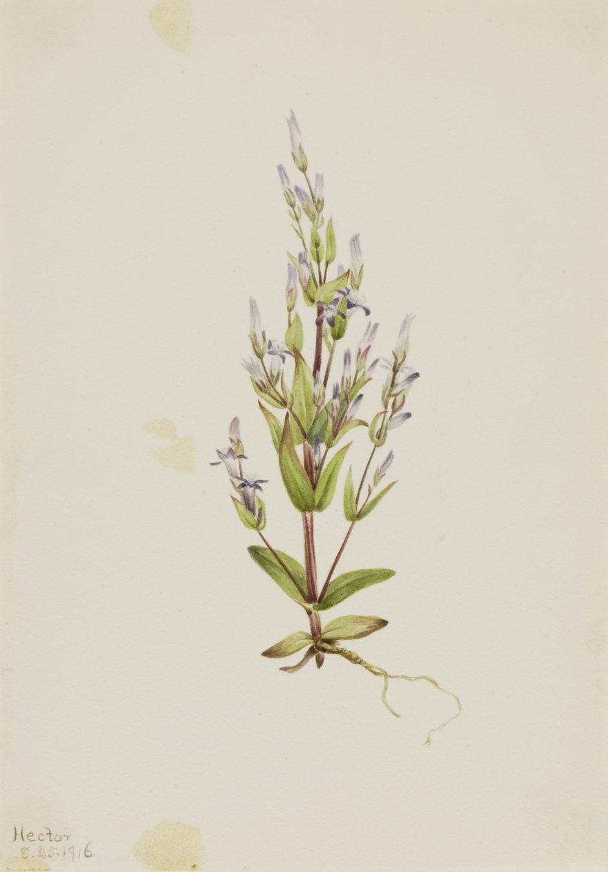 Stige-ensian (Gentiana acuta) af Mary Vaux Walcott