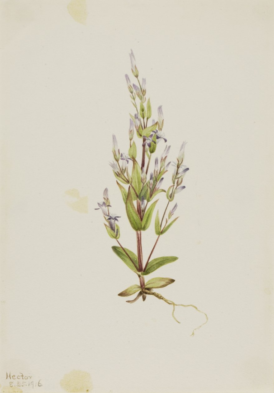 Stige Gentian Gentiana acuta, 1916. af Mary Vaux Walcott