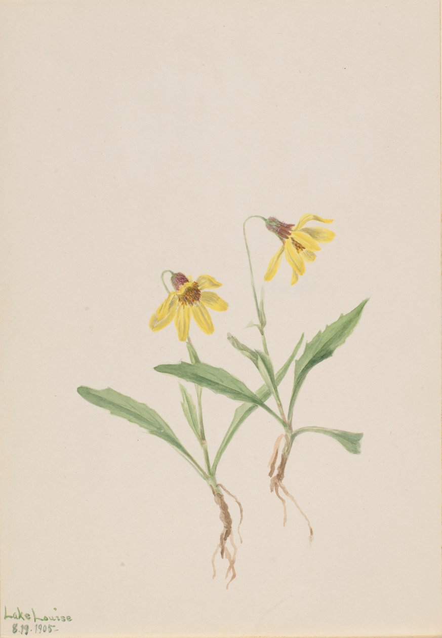 Lake Louise Arnica (Arnica louisiana) af Mary Vaux Walcott