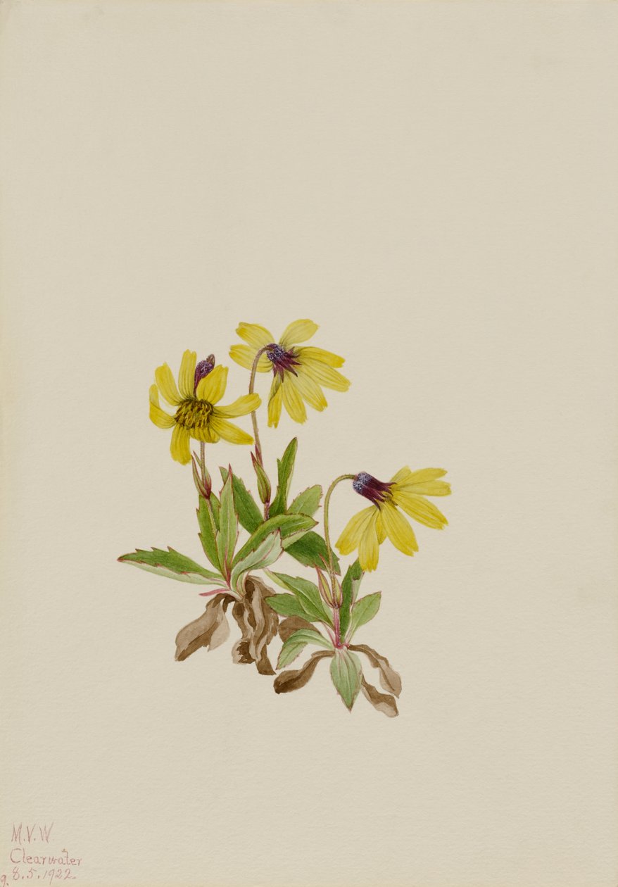 Lake Louise Arnica (Arnica louisiana) af Mary Vaux Walcott