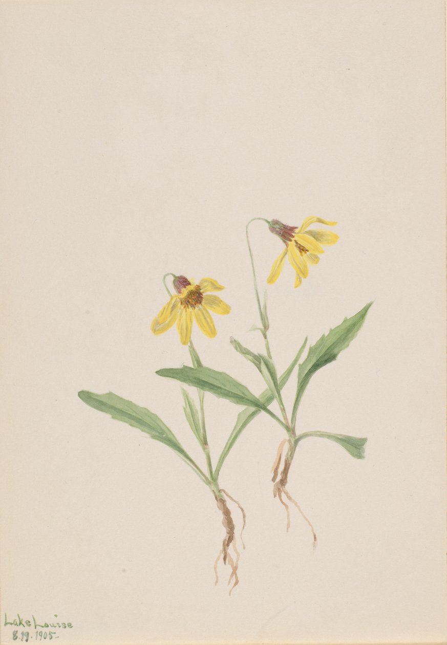 Lake Louise Arnica Arnica louisiana, 1905. af Mary Vaux Walcott