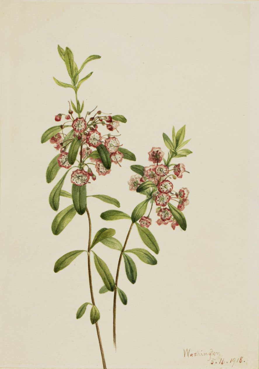 Lammehyld (Kalmia angustifolia) af Mary Vaux Walcott