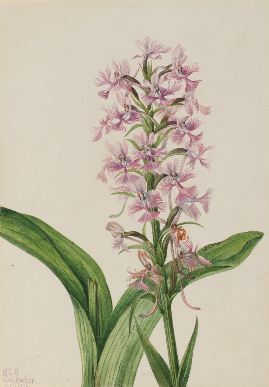 Stor lilla frynse-orkidé (Habenaria grandiflora) af Mary Vaux Walcott