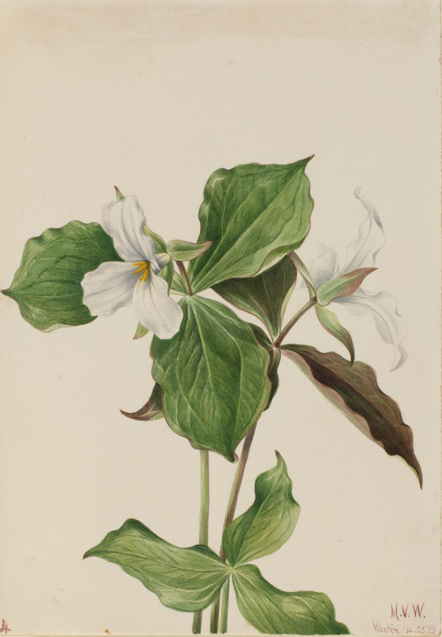 Stor hvid trillium (Trillium grandiflorum) af Mary Vaux Walcott