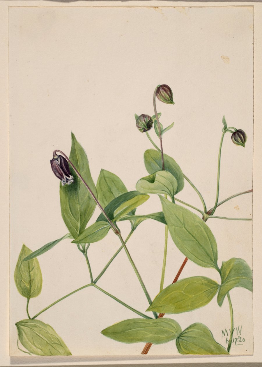 Læderblomst (Clematis viorna) af Mary Vaux Walcott