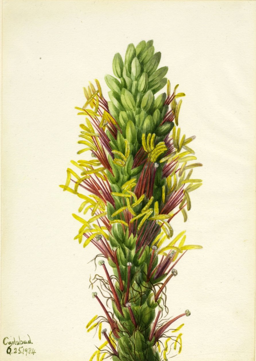 Lechuguilla (Agava lechuguilla) af Mary Vaux Walcott