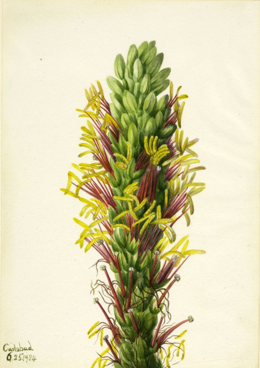 Salat Agava salat, af Mary Vaux Walcott