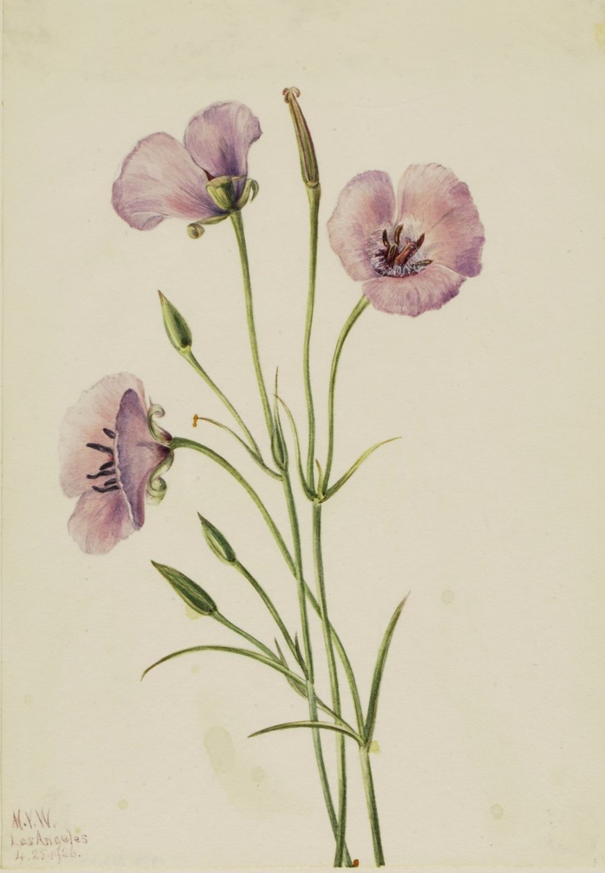 Lilla Mariposa (Calochortus splendens) af Mary Vaux Walcott