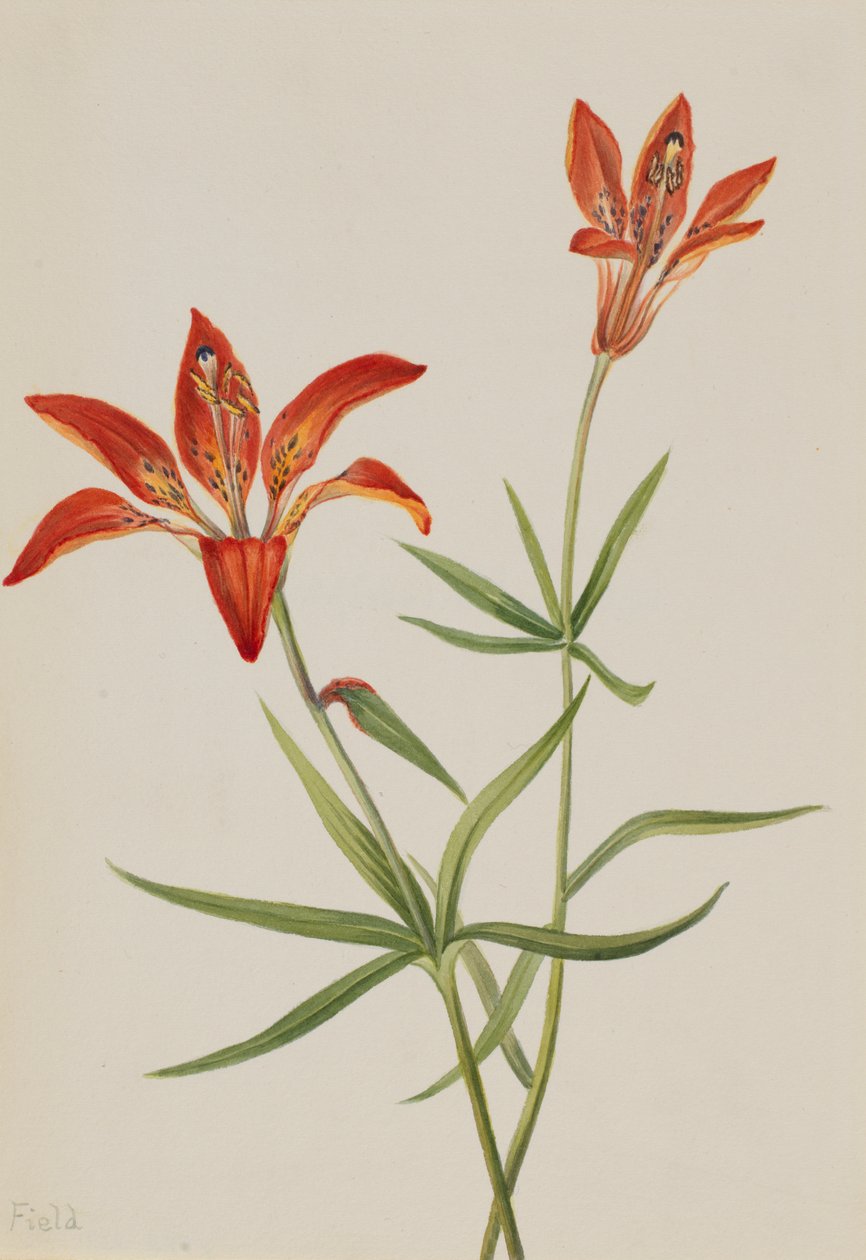 Lily Mountain lilje, ca. 1900-1920. af Mary Vaux Walcott