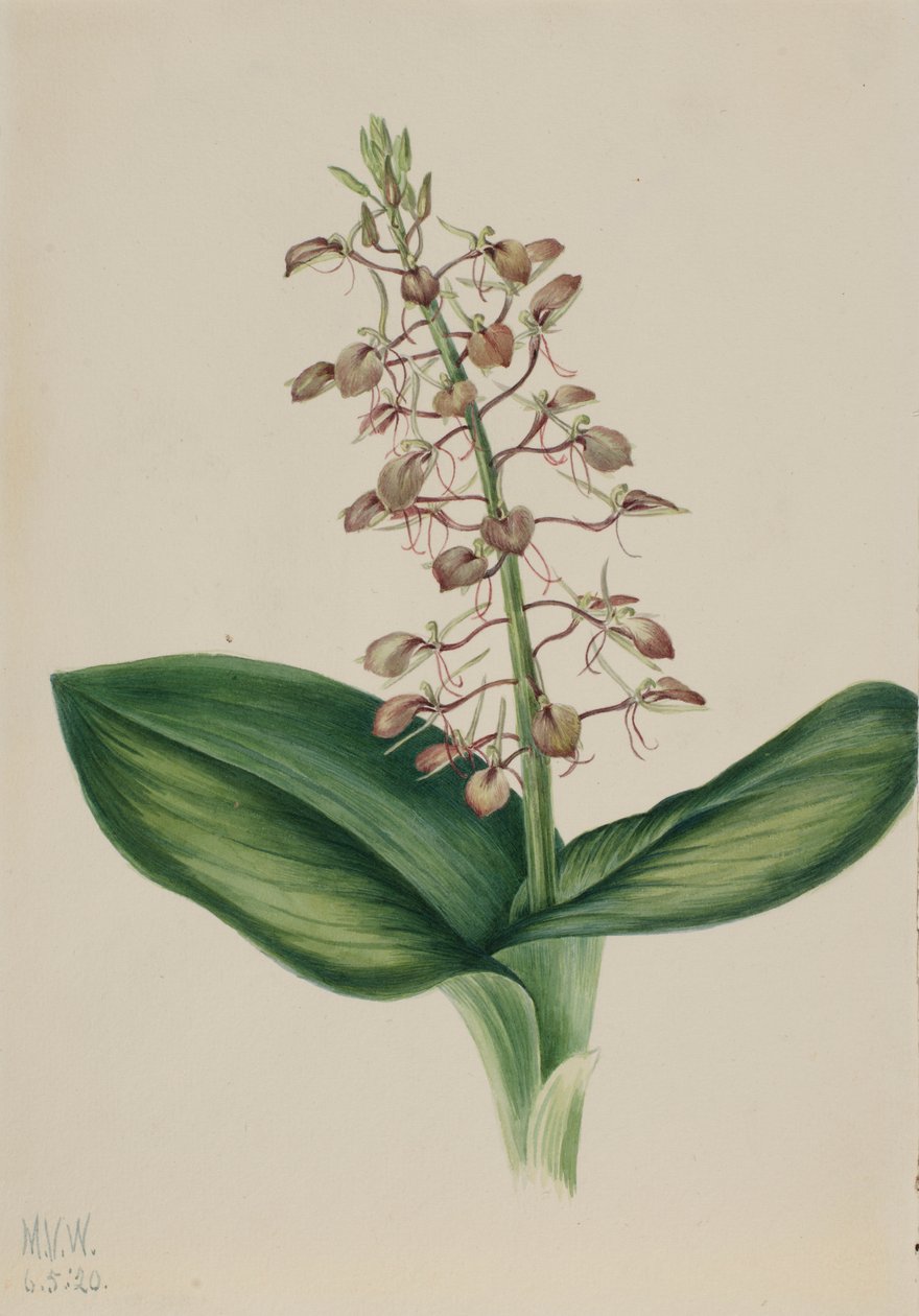 Liljeblad (Liparis liliifolia) af Mary Vaux Walcott
