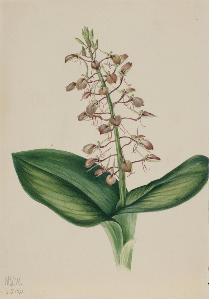Lily Twybulade Liparis liliifolia, 1920. af Mary Vaux Walcott