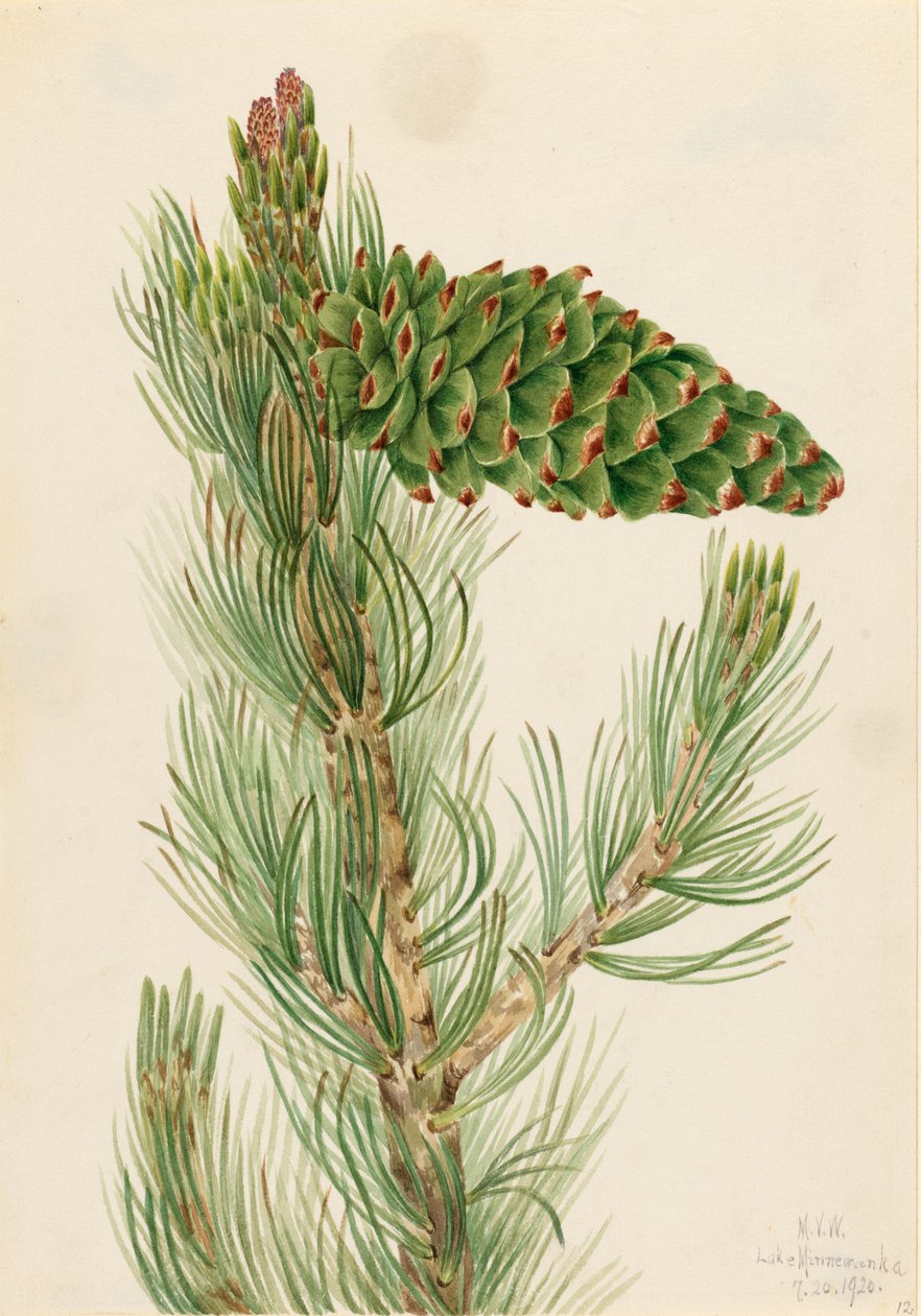 Løvfyr (Pinus flexilis) af Mary Vaux Walcott