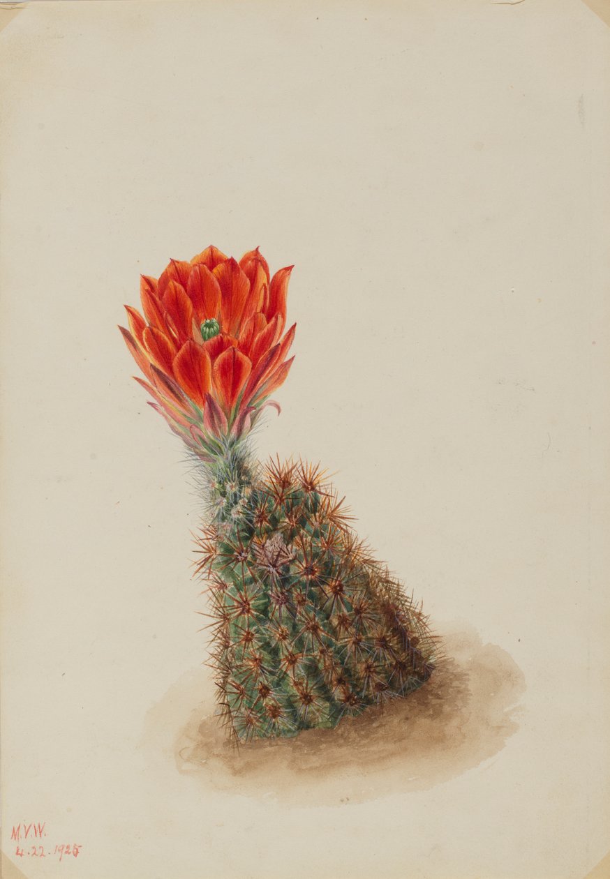 Lloyds jordbærkaktus (Echinocereus lloydii) af Mary Vaux Walcott