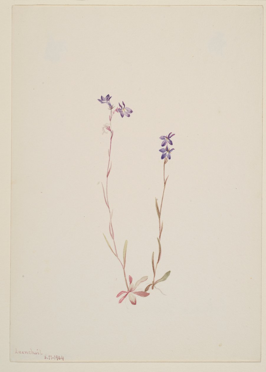 Lobelia Kalmii af Mary Vaux Walcott