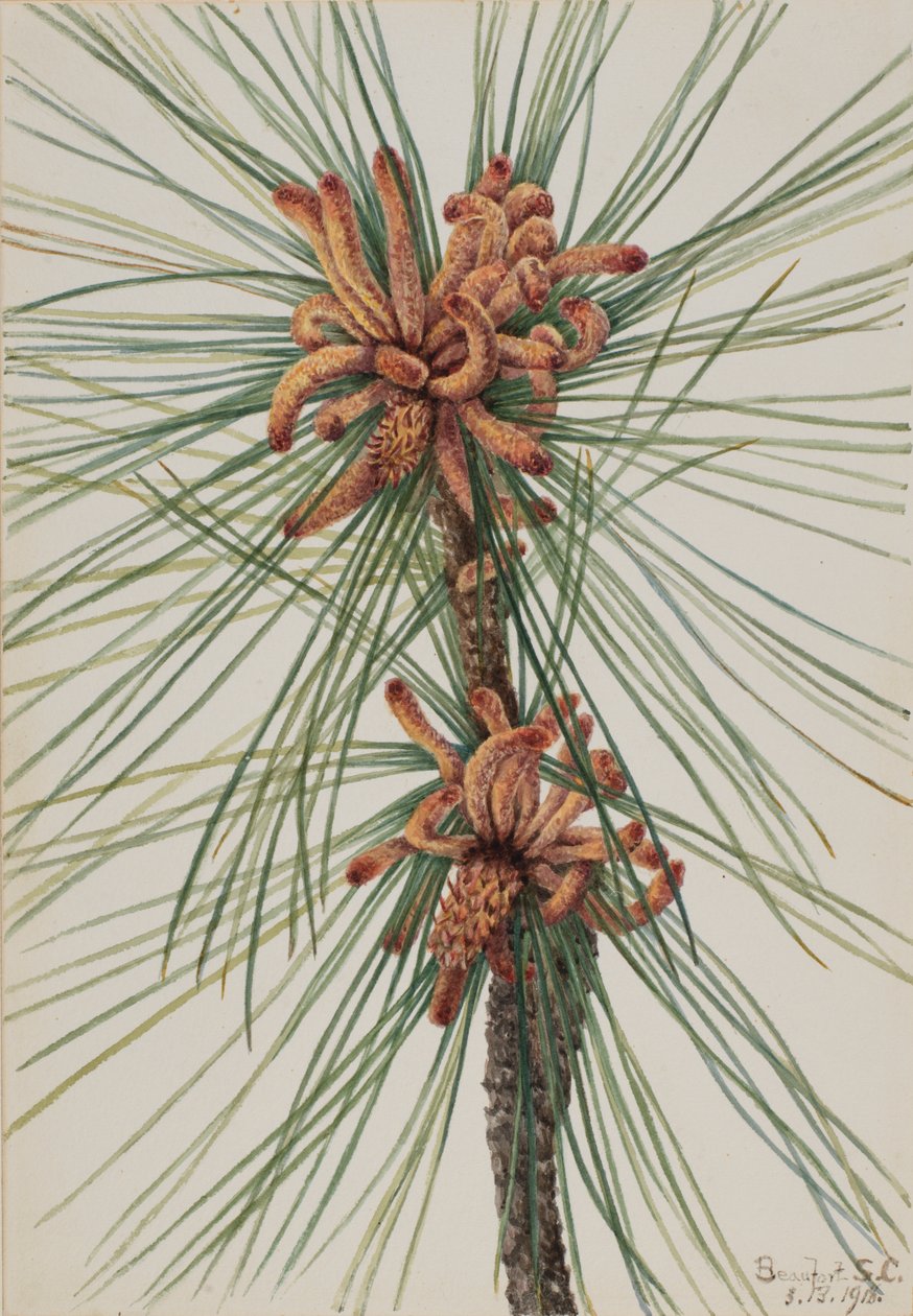 Loblolly fyr (Pinus taeda) af Mary Vaux Walcott