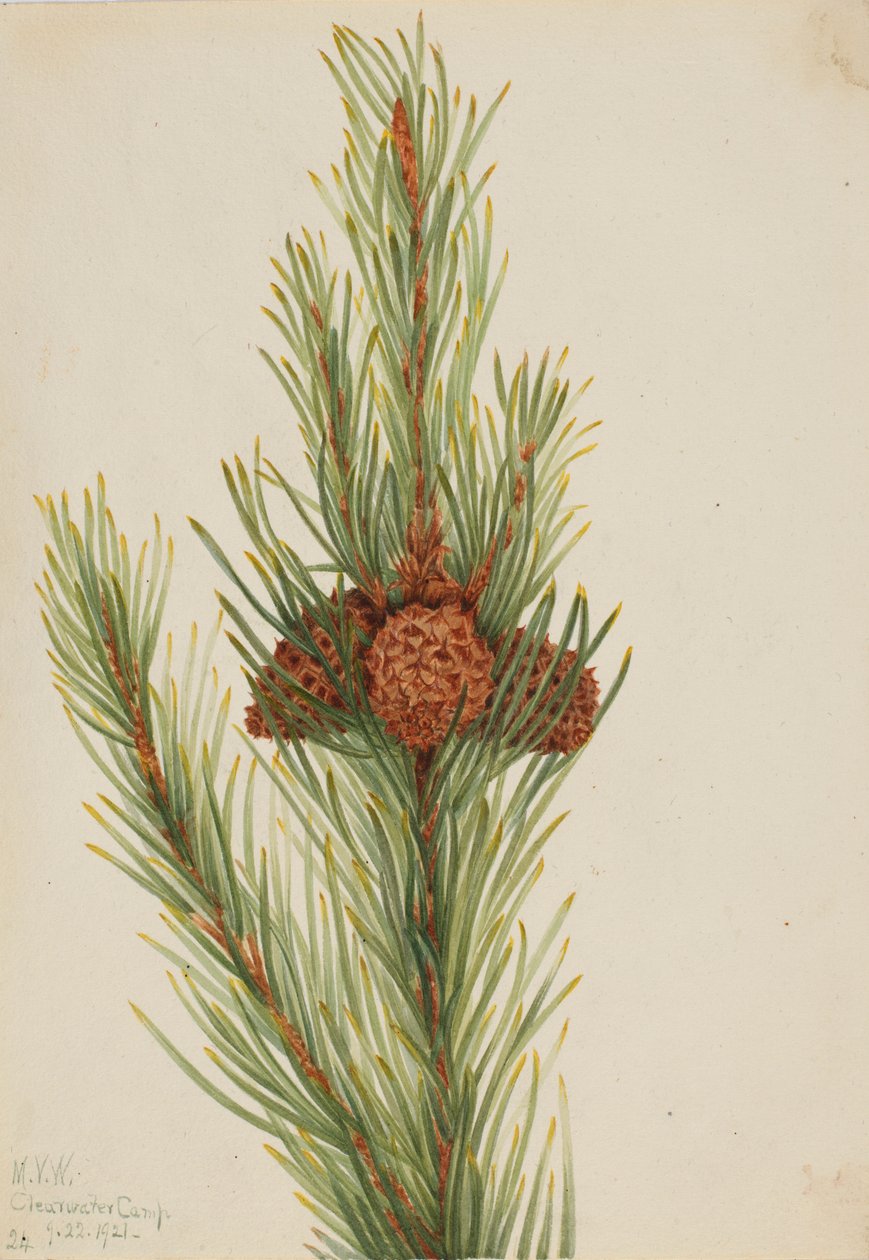 Lodgepole fyr (Pinus Contorta murrayana) af Mary Vaux Walcott