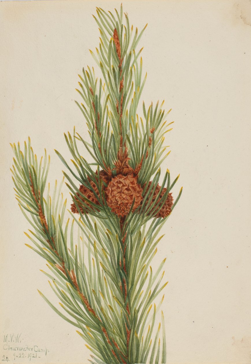 Lodgepole Pine Pinus Contorta murrayana, 1921. af Mary Vaux Walcott