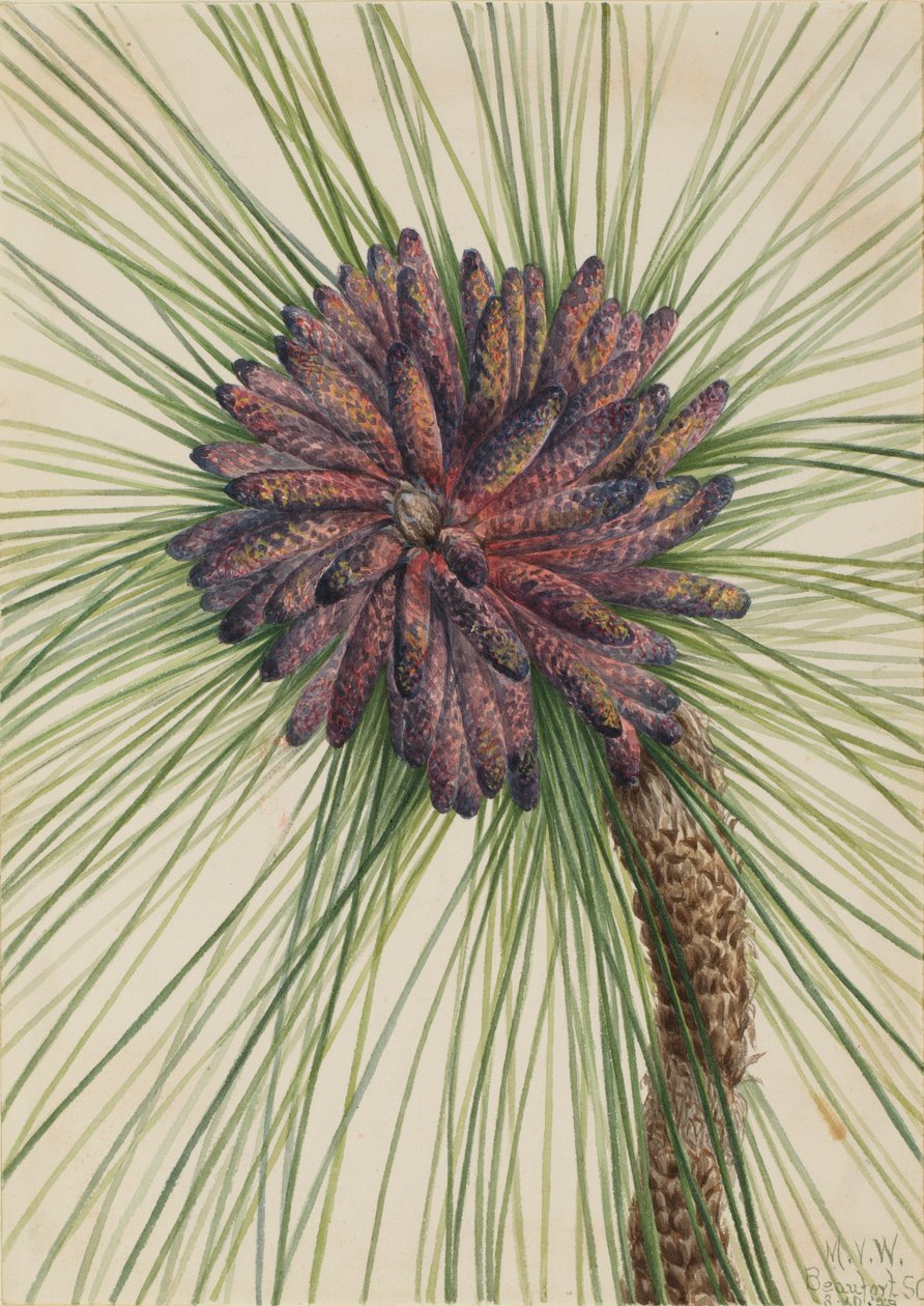 Langbladet fyr (Pinus palustris) af Mary Vaux Walcott