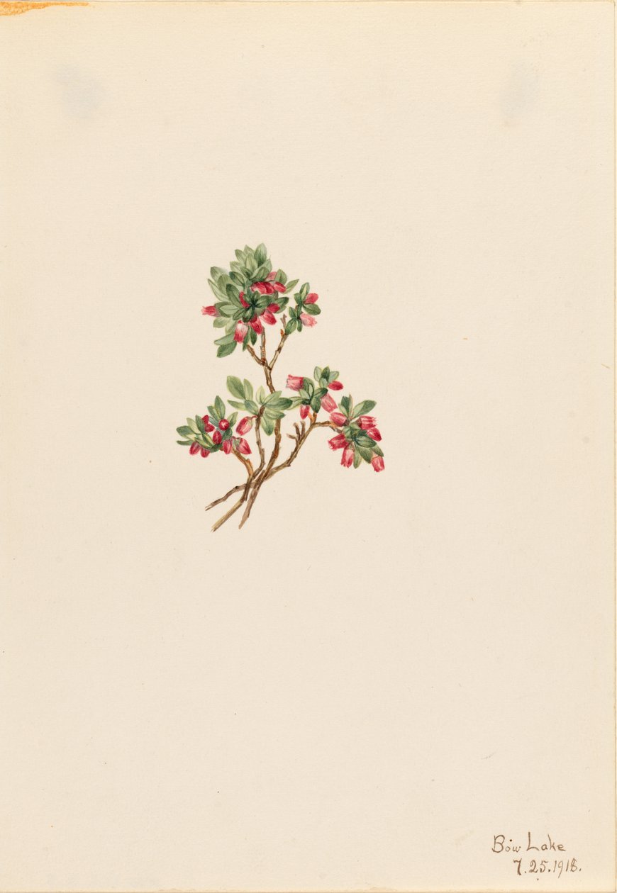 Lavt skvalderkål (Vaccinium caespitosum) af Mary Vaux Walcott