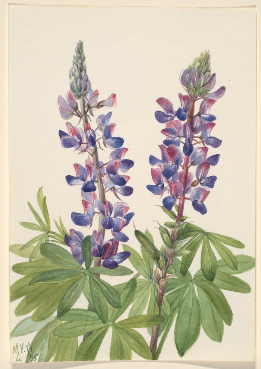 Lupin (Lupinus fornosus) af Mary Vaux Walcott
