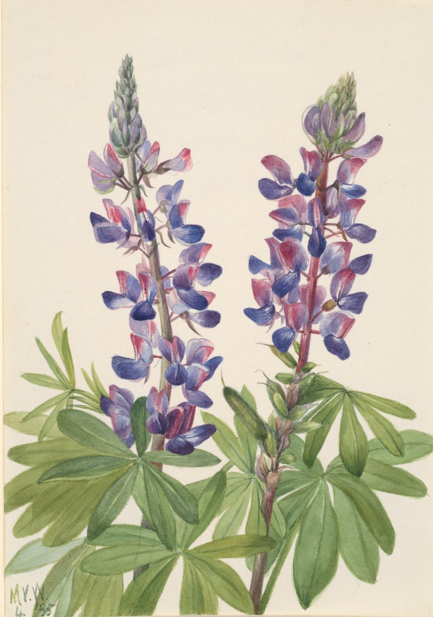 Lupin Lupinus fornosus, 1935. af Mary Vaux Walcott