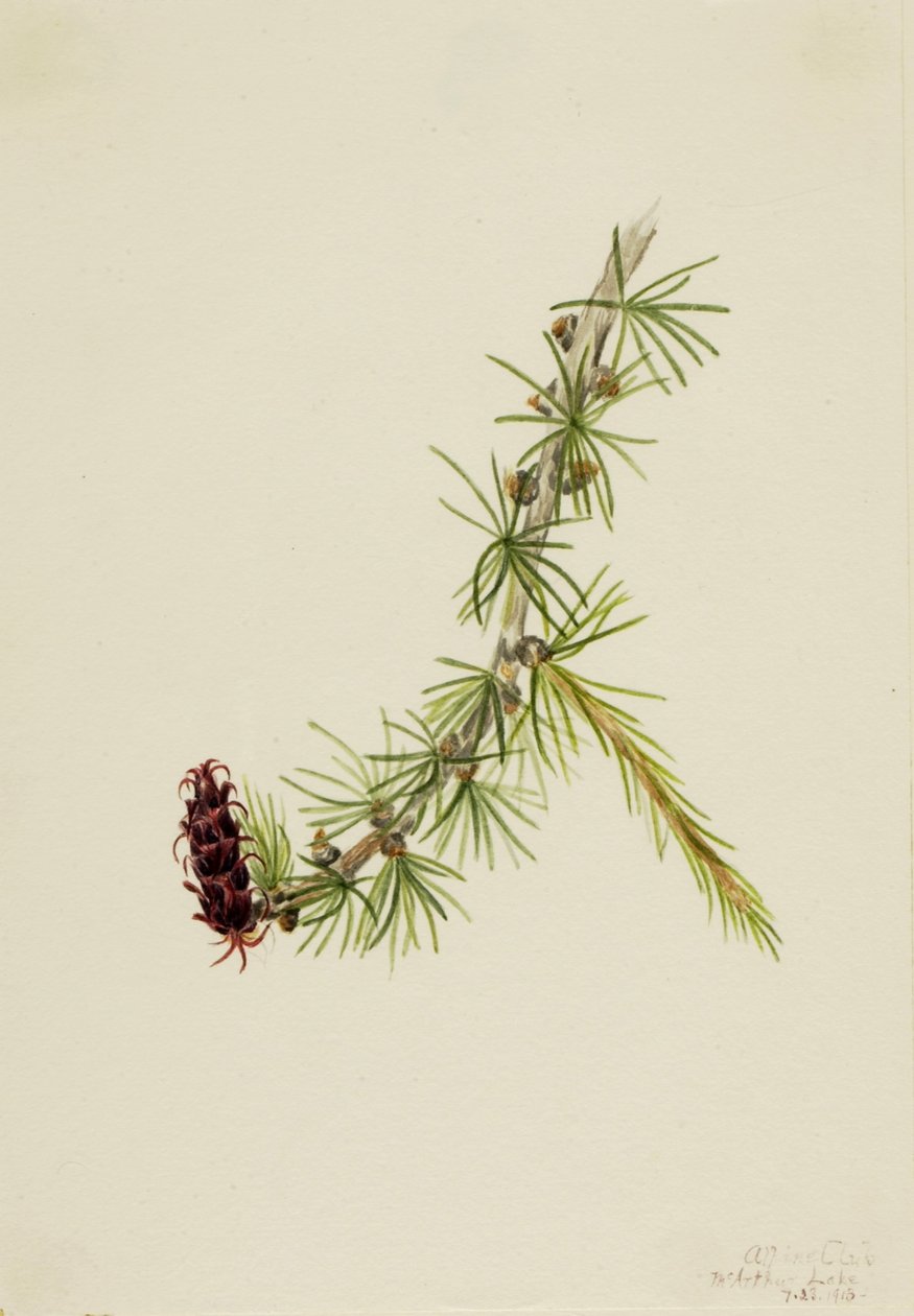 Lyall-lærk (Larix lyallii) af Mary Vaux Walcott