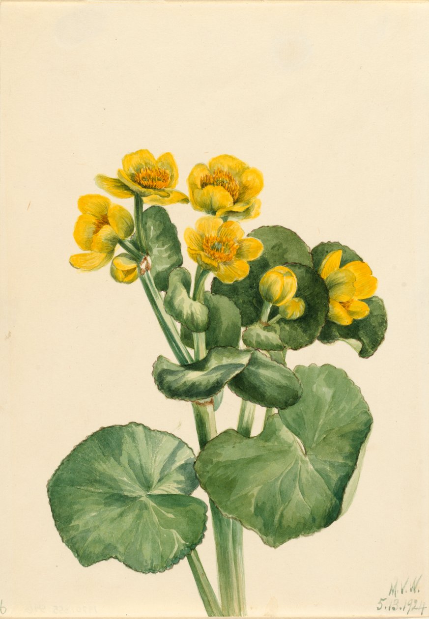 Marsh Marigold Caltha palustris, 1924. af Mary Vaux Walcott