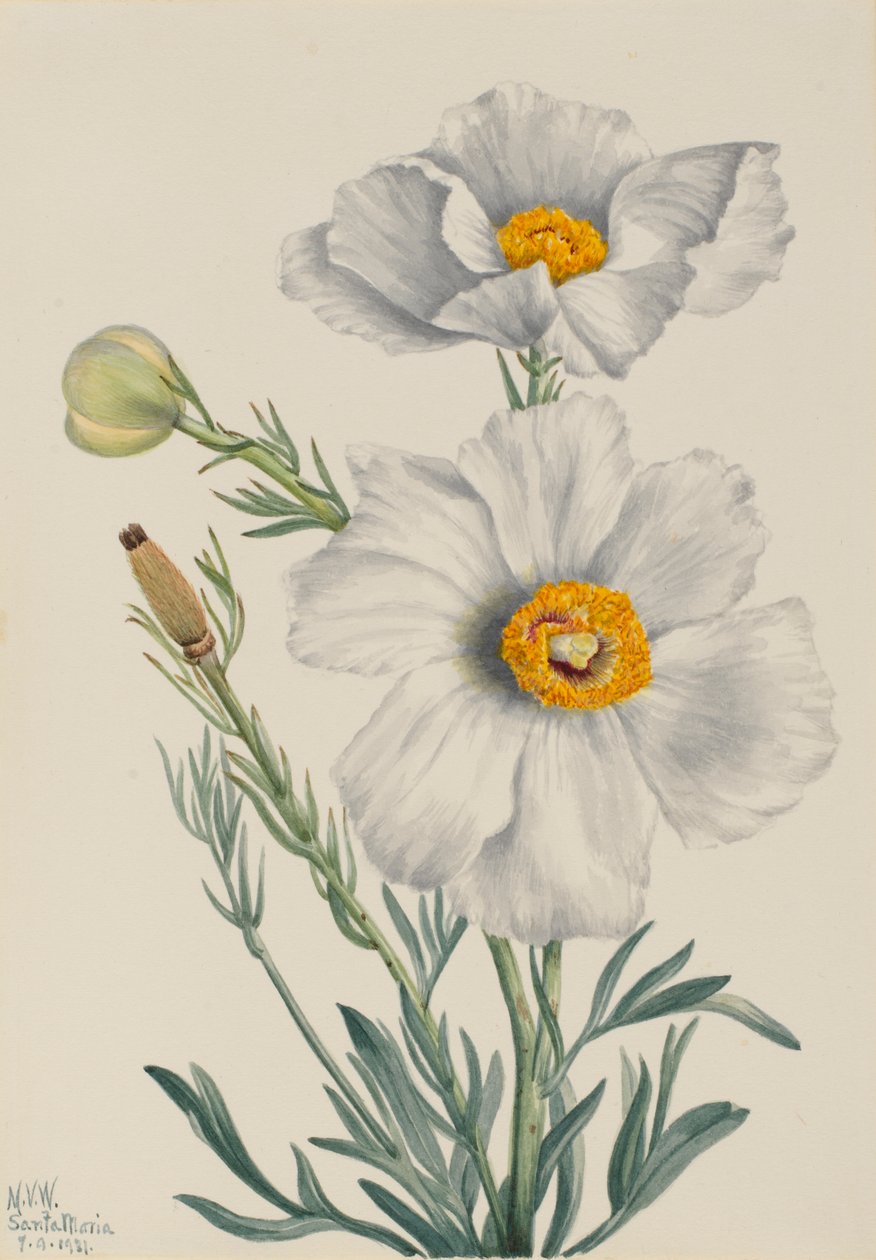 Matilija-valmue (Romneya coulteri) af Mary Vaux Walcott