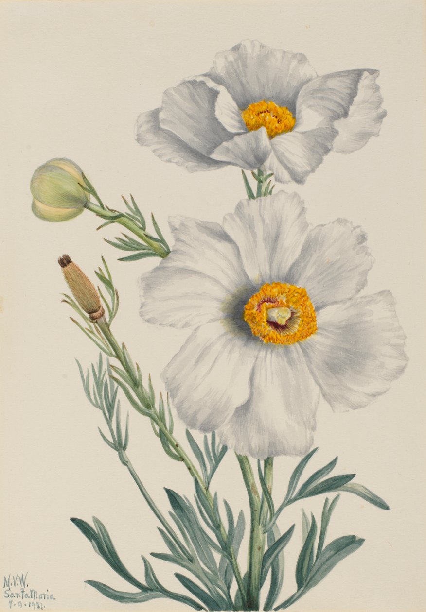Matilija Poppy Romney coulteri, 1931. af Mary Vaux Walcott