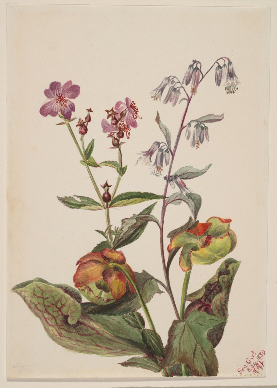 Engblomme (Rhexia virginica), Klapperslange (Nabalus albus), Kandebærer (Sarracenia purpurea) af Mary Vaux Walcott