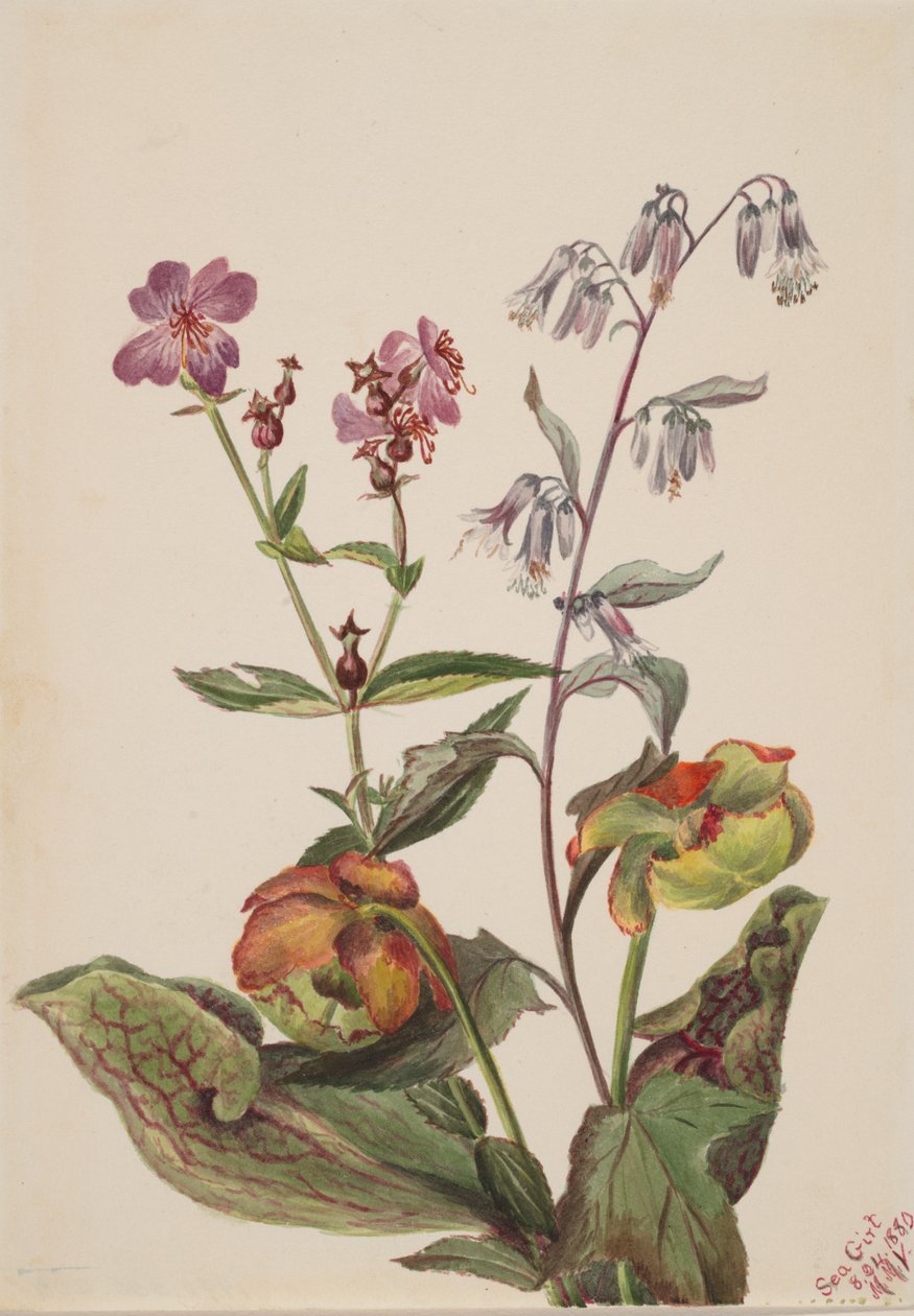Meadow Beauty Rhexia virginica, klapperslange Roat Nabalus albus, Pitcherplant..., 1880. af Mary Vaux Walcott