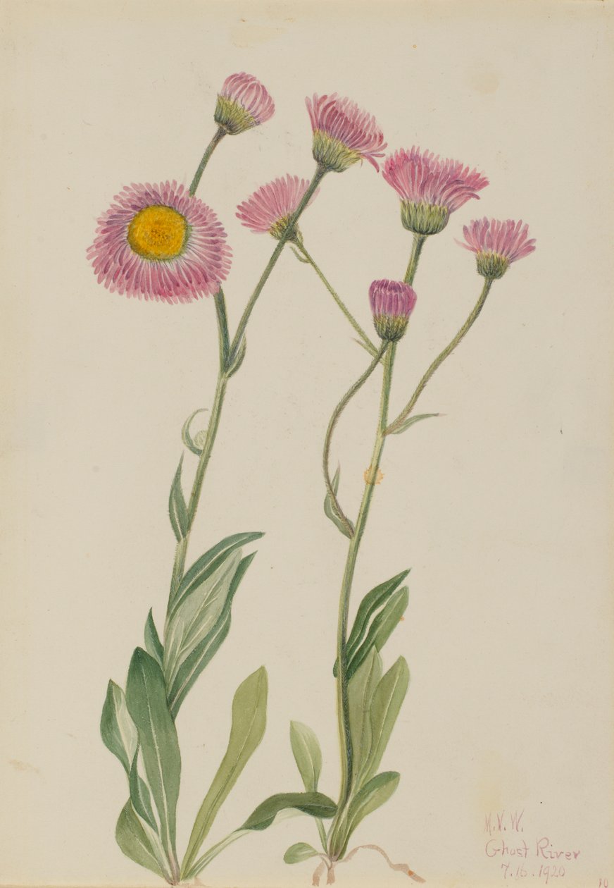 Engbrandbæger (Erigeron speciosus) af Mary Vaux Walcott