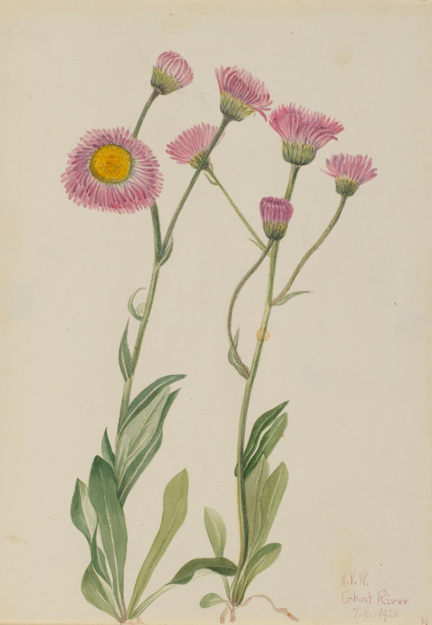 Eng Fleabane Erigeron speciosus, 1920. af Mary Vaux Walcott