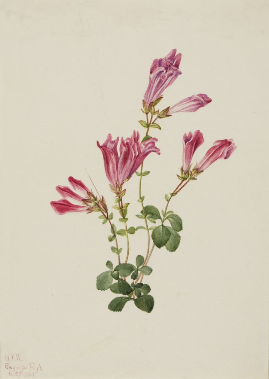 Menzies-pentstemon (Pentstemon menziesii) af Mary Vaux Walcott