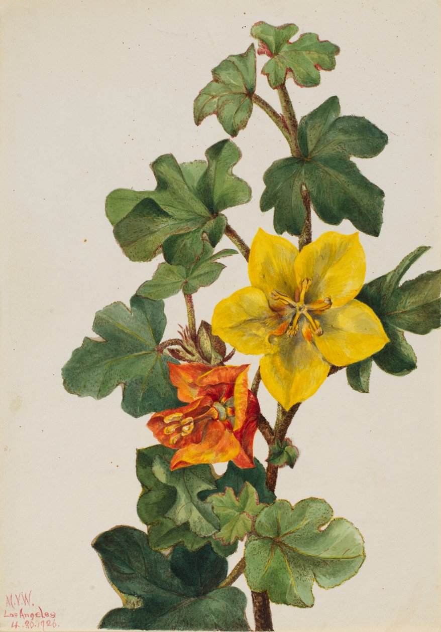 Mexicansk Fremontia (Fremontodendron mexicanum) af Mary Vaux Walcott