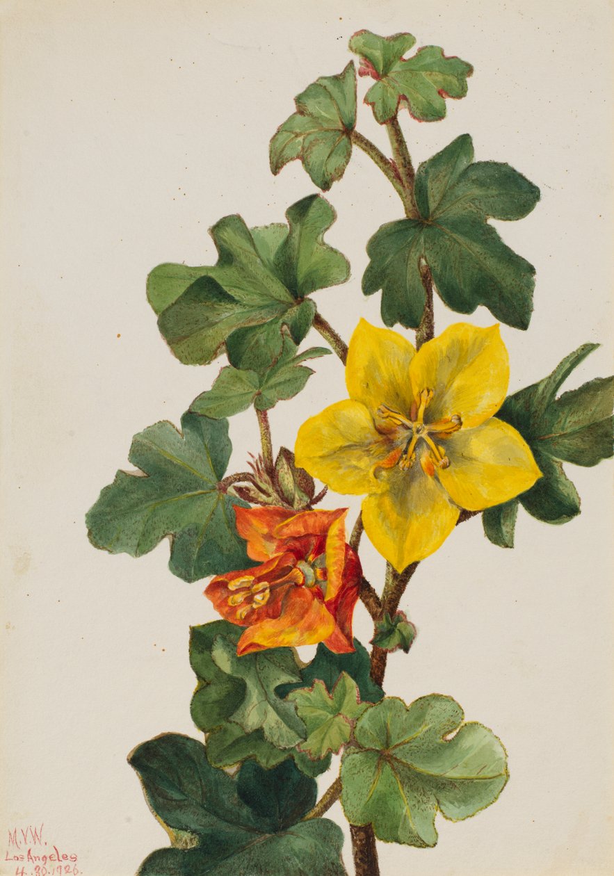 Mexicansk Fremontia Fremontodendron mexicanum, 1926. af Mary Vaux Walcott