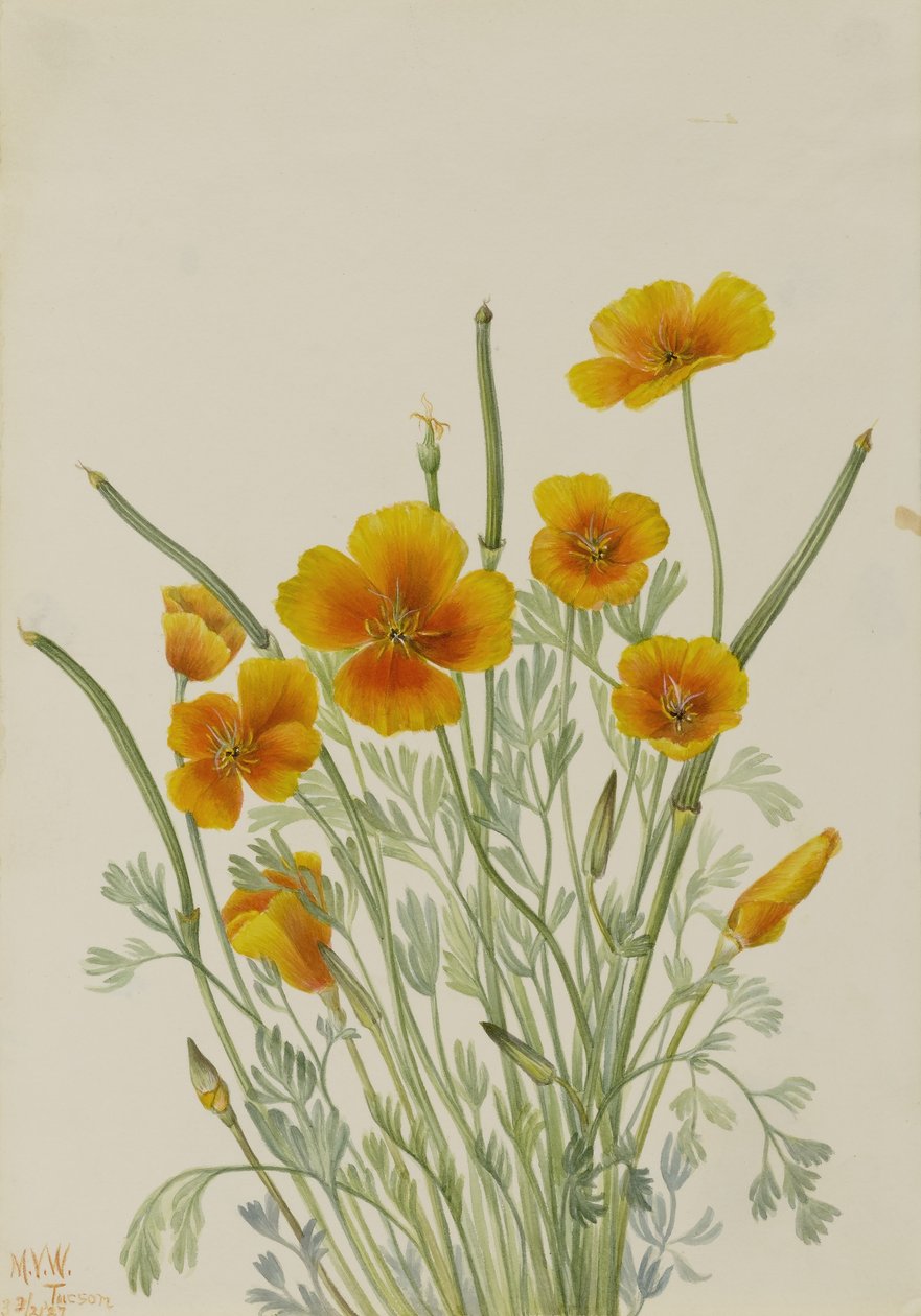 Mexicansk valmue (Eschscholtzia mexicana) af Mary Vaux Walcott