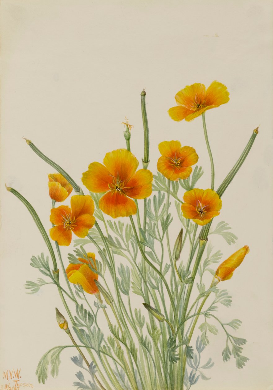 Mexicansk valmue Eschscholtzia mexicana, 1927. af Mary Vaux Walcott