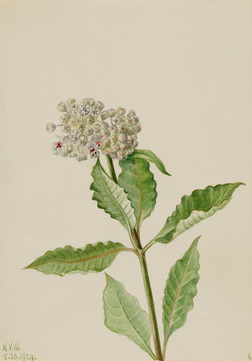 Mælkebøtte (Ascelpias) af Mary Vaux Walcott