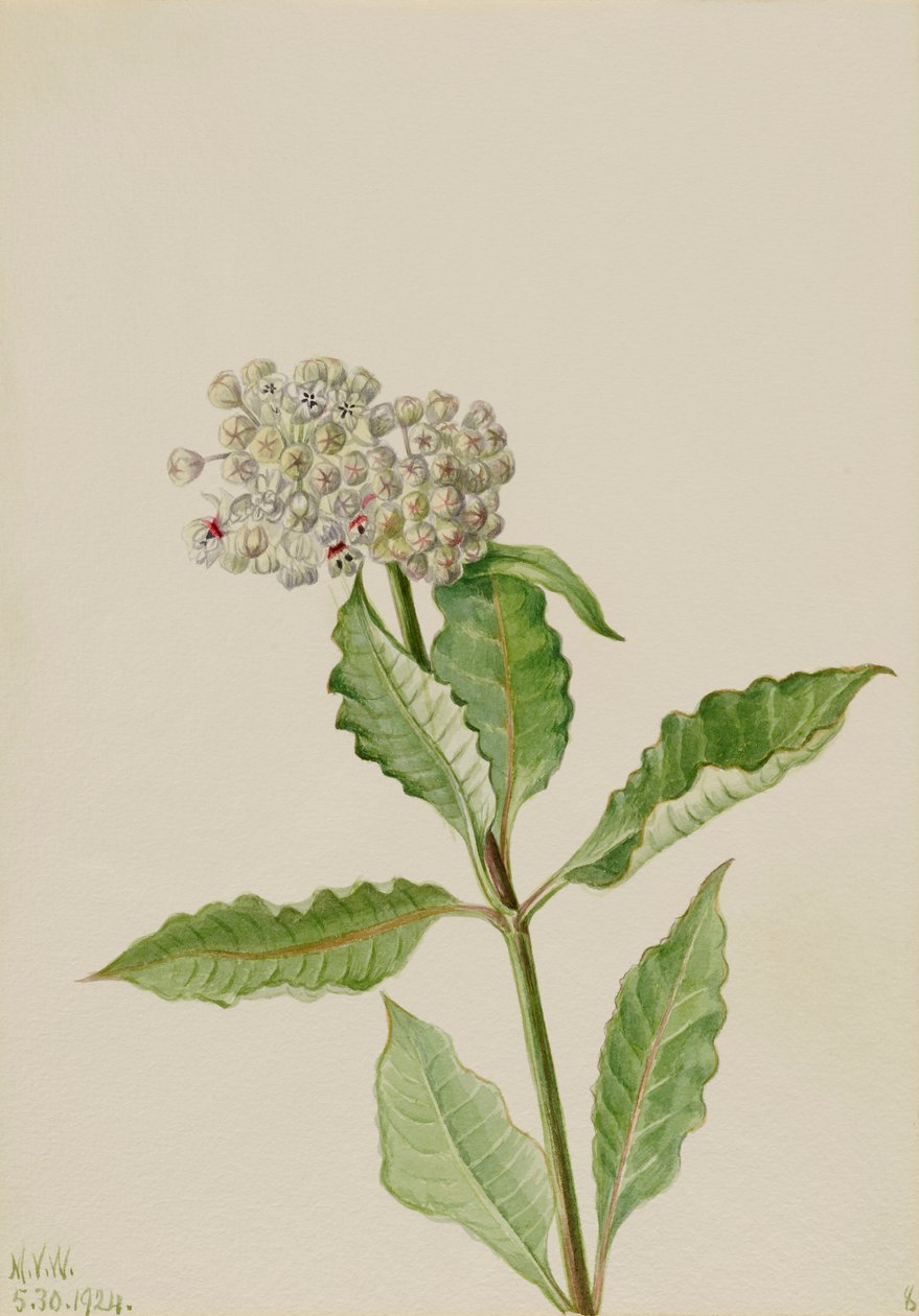 Milkweed Asclepias, 1924. af Mary Vaux Walcott