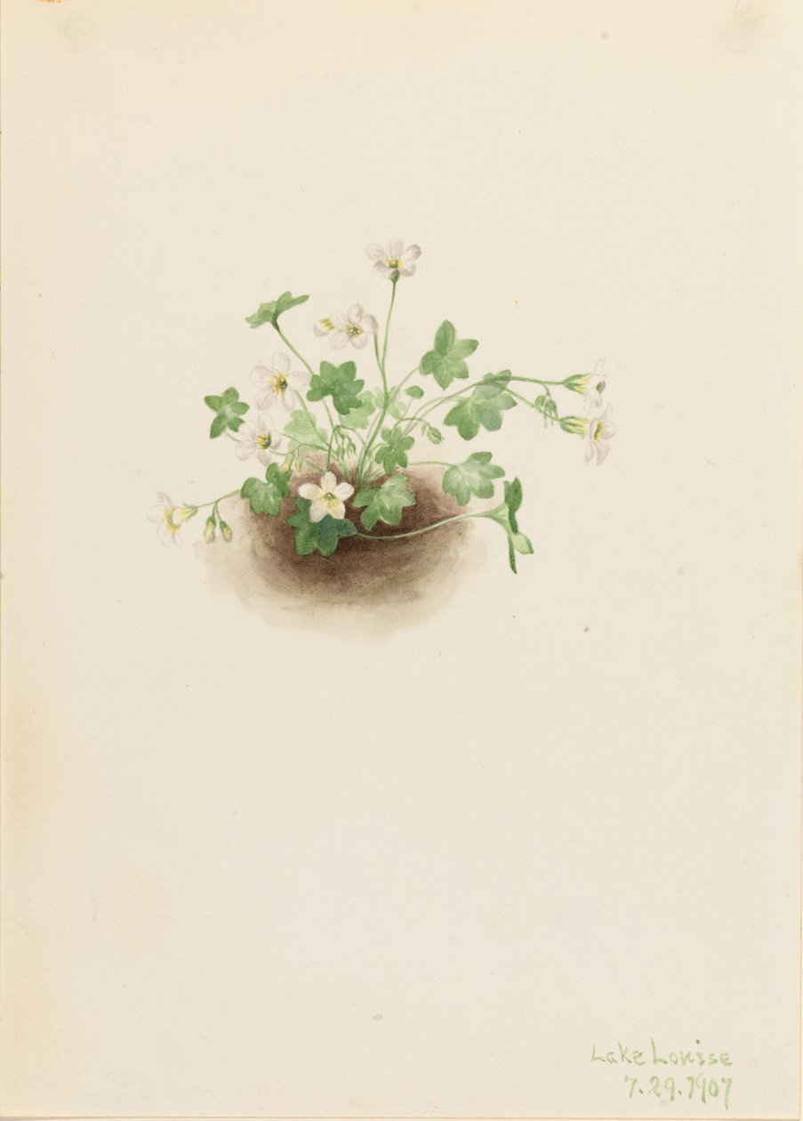 Tågejomfru (Romanzoffia sitchensis) af Mary Vaux Walcott