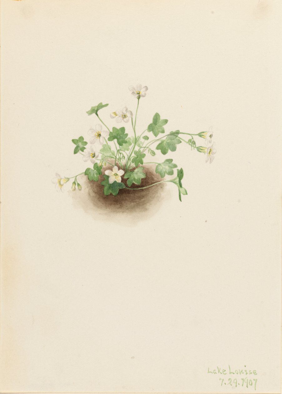 Mistmaiden Romanzoffia sitchensis, 1907. af Mary Vaux Walcott
