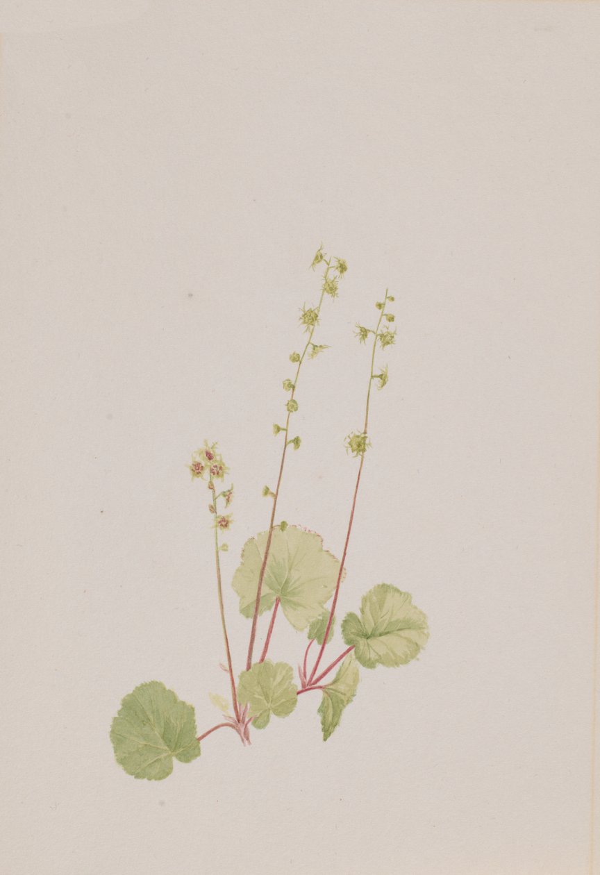 Nøgen mittella, ca. 1900-1920. af Mary Vaux Walcott