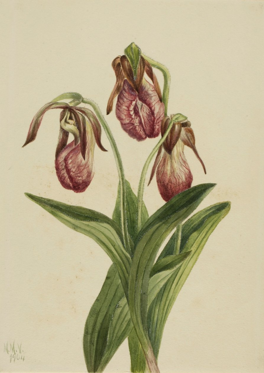Mokkasinblomst (Cypripedium acaule) af Mary Vaux Walcott